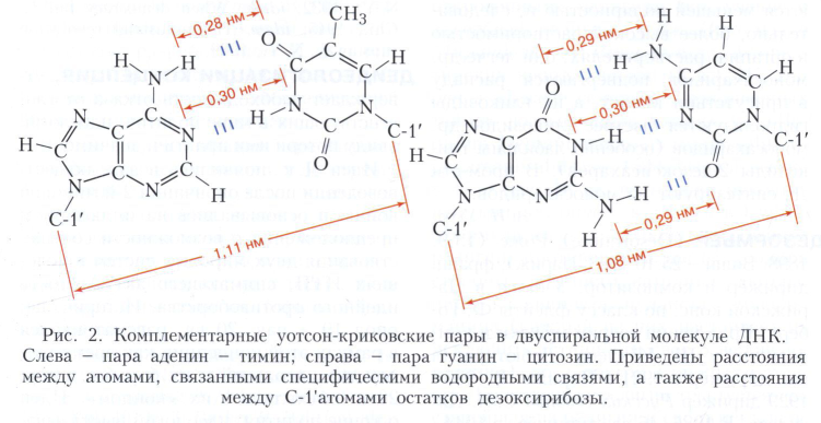 Дезоксирибонуклеиновые кис­лоты
