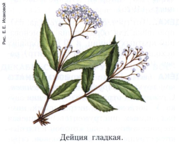 Дейция 