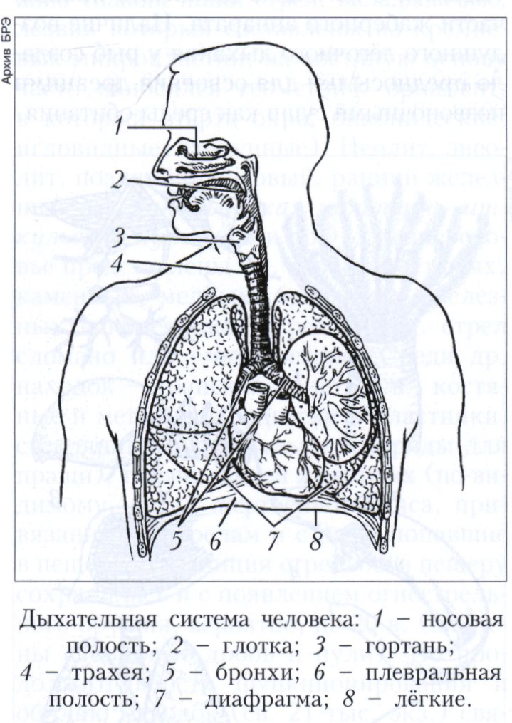 Дыхания органы