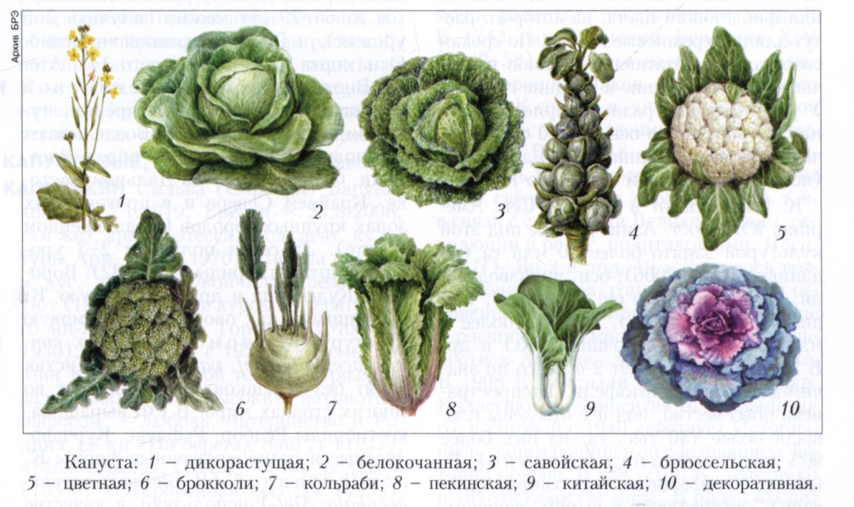 Все виды капусты: описание, лучшие сорта и производители семян