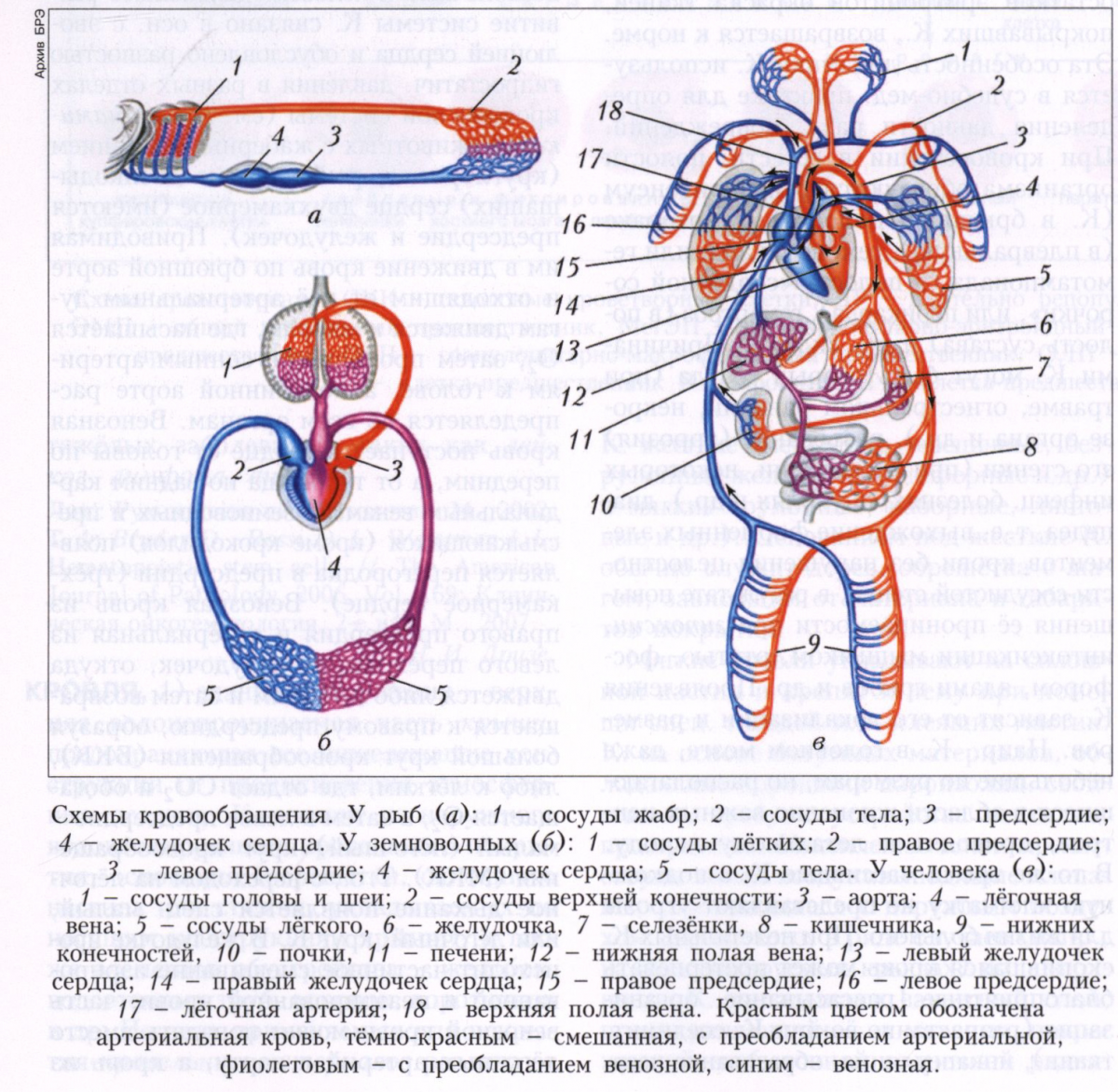 Кровообращение