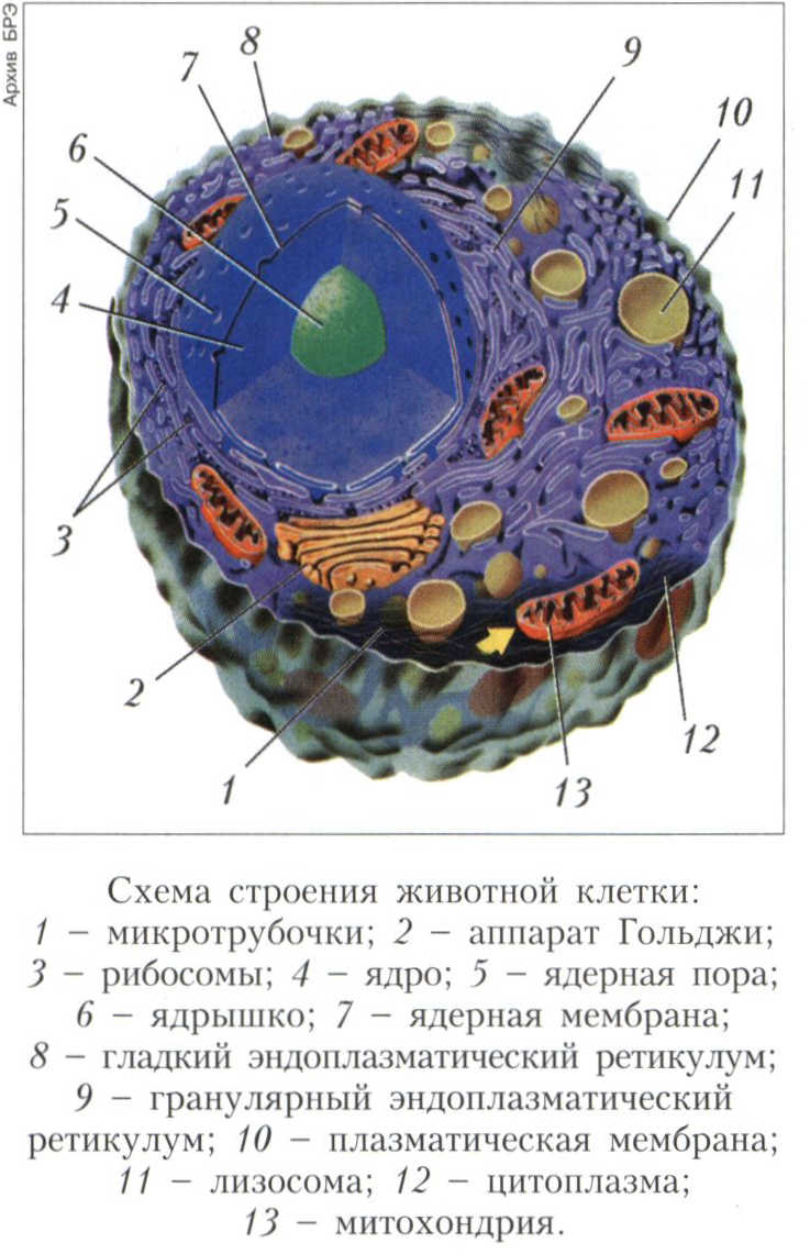 Клетка 