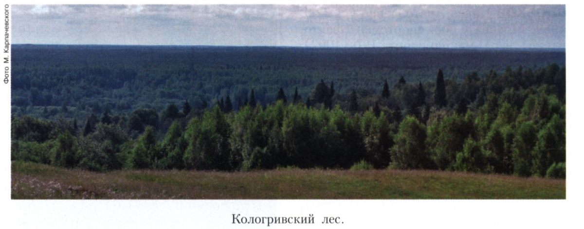 Кологривский лес