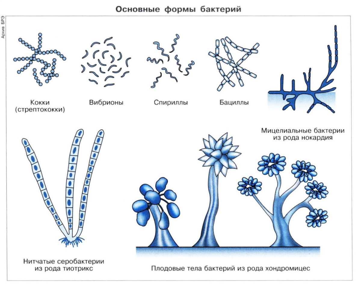 БАКТЕРИИ