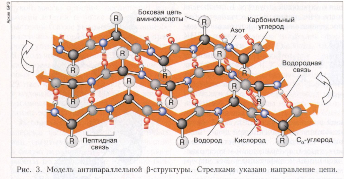 БЕЛКИ