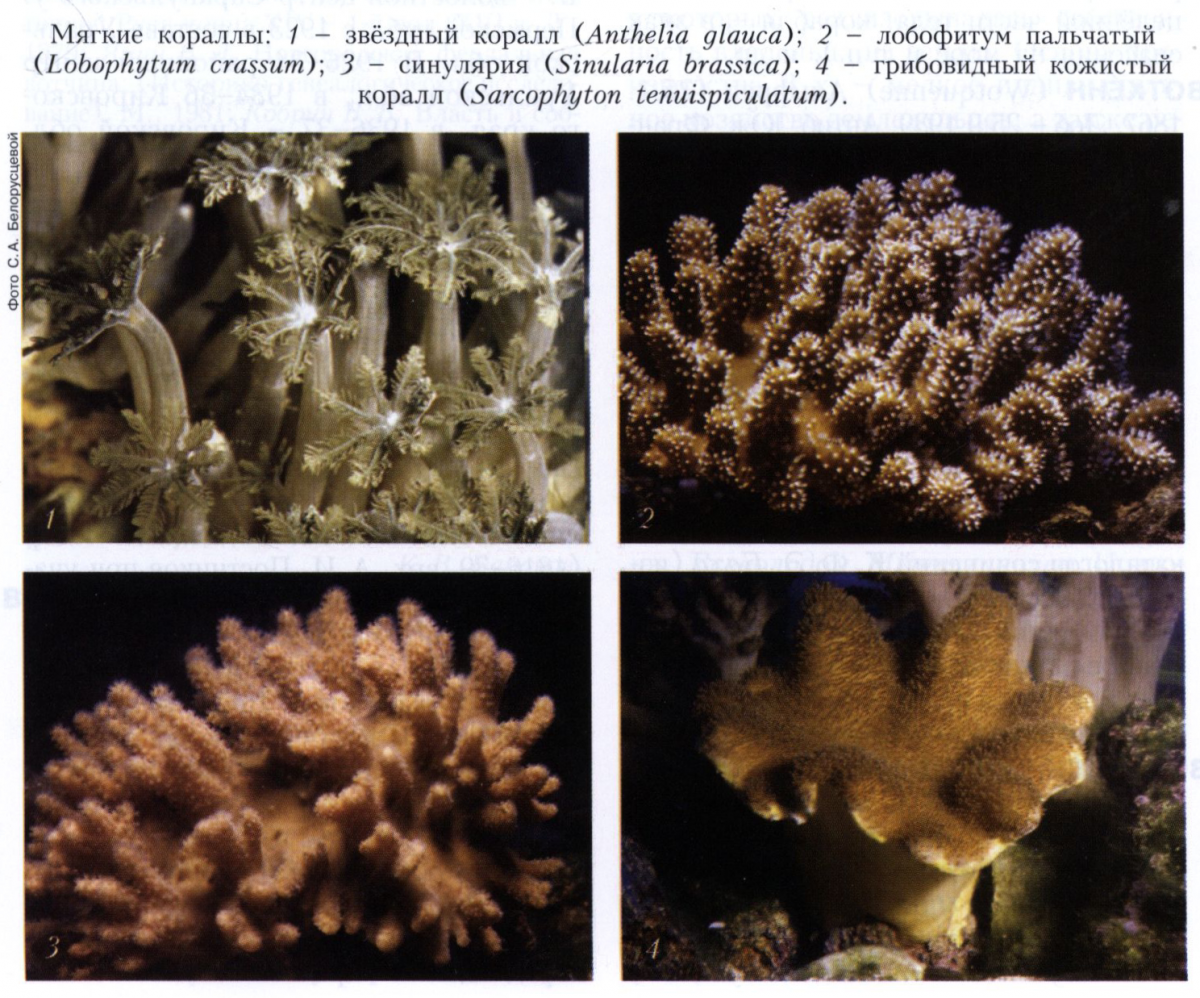 Восьмилучевые кораллы