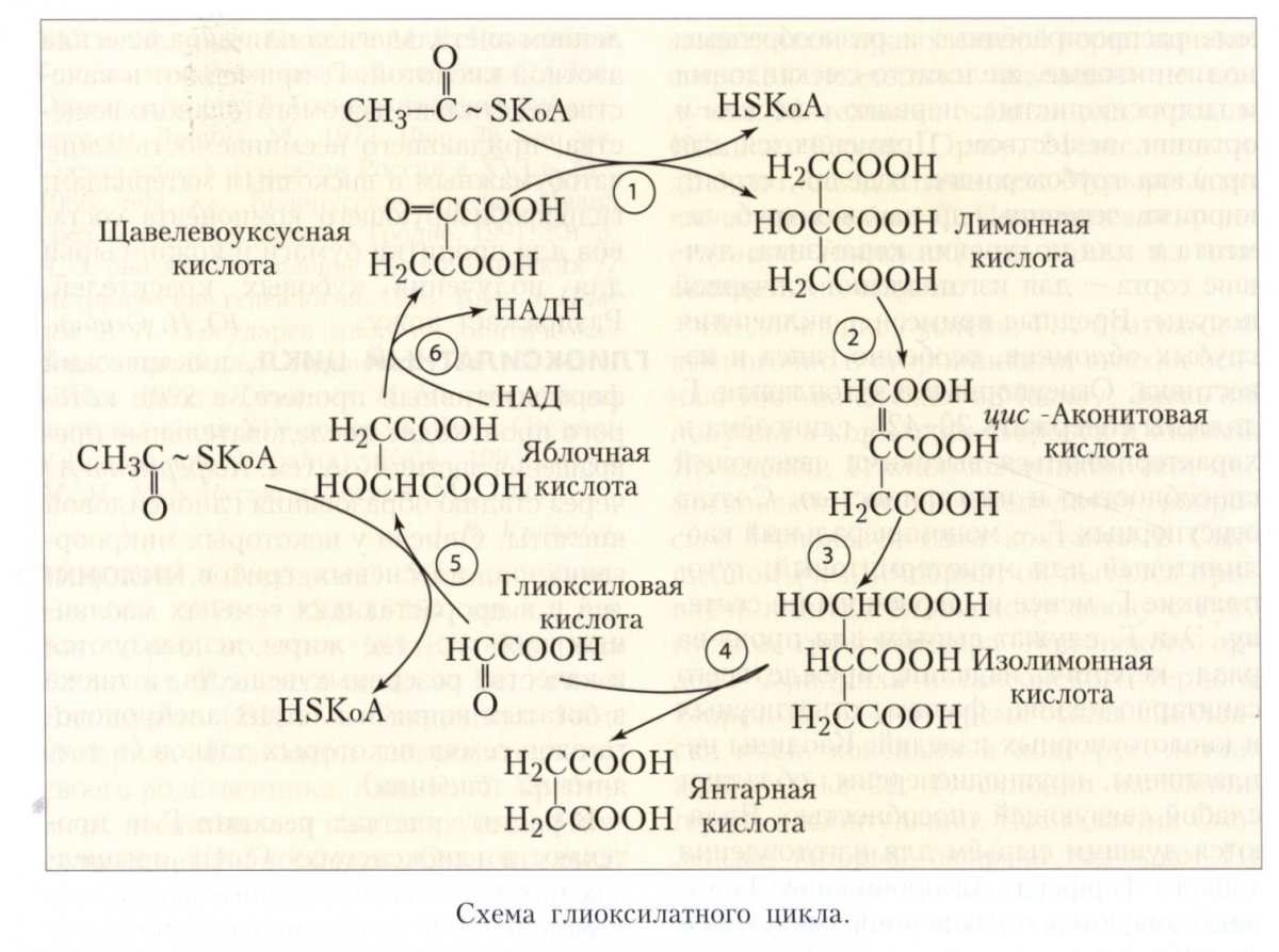 Глиоксилатный цикл