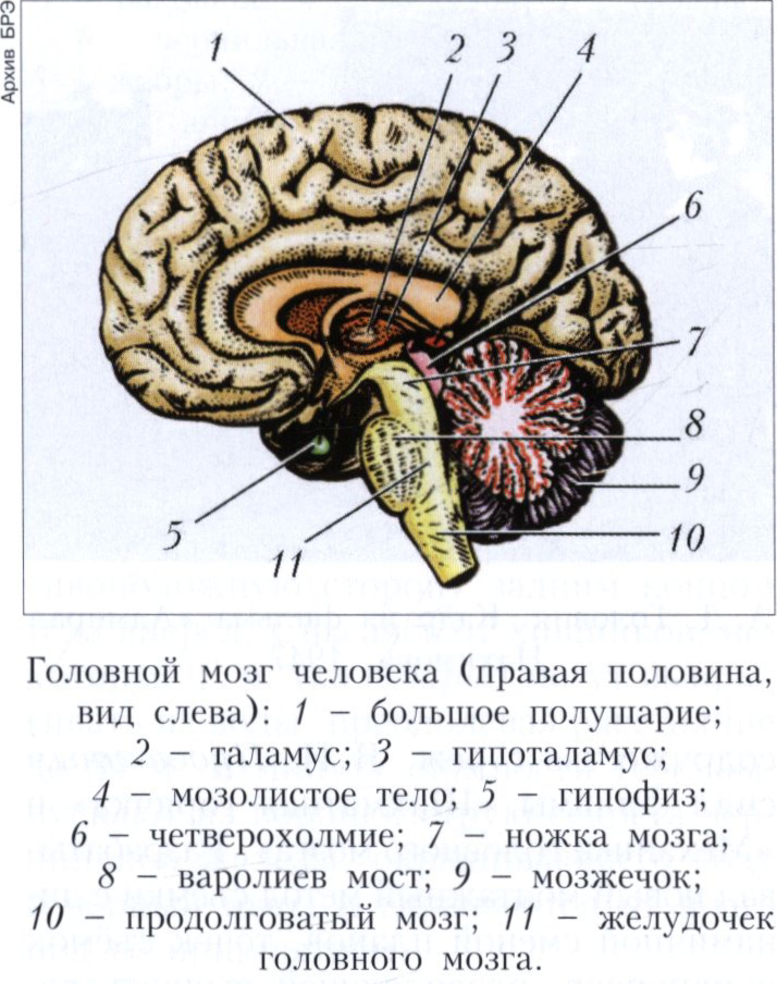 Головной мозг