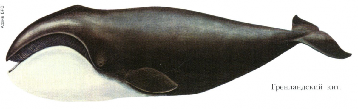 Гренландский кит,