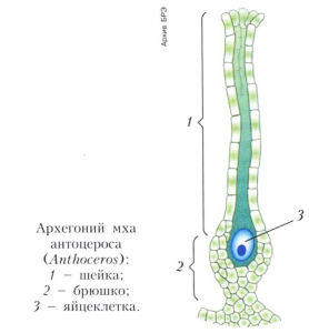 АРХЕГОНИЙ