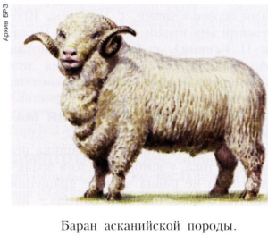 АСКАНИЙСКАЯ ПОРОДА овец