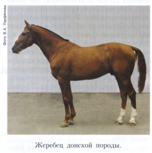 Донская порода лошадей
