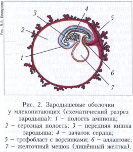 Зародышевые оболочки