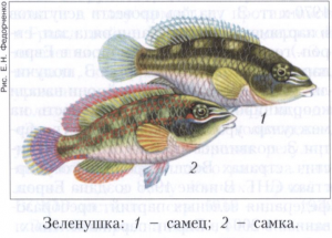 Глазчатая зеленушка