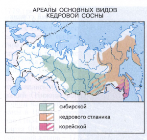 Кедровая сосна