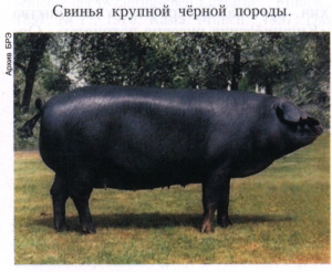 Крупная чёрная порода свиней
