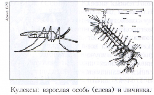 Кулексы 