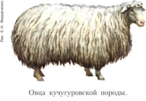 Кучугуровская порода овец