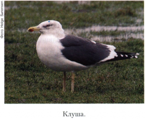 Клуша 