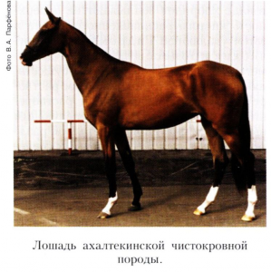 Ахалтекинская чистокровная порода лошадей
