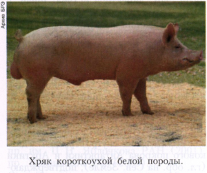Короткоухая белая порода свиней