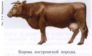 Костромская порода