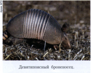Броненосцы