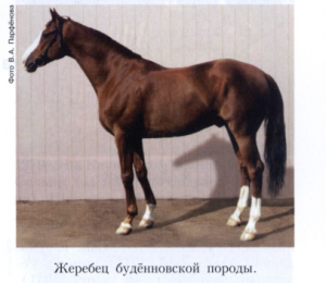 Будённовская порода лошадей