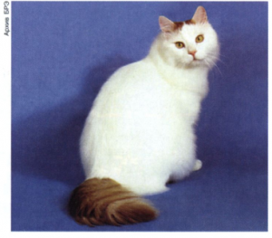 Ванская кошка