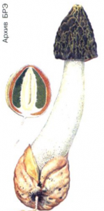 Весёлка обыкновенная: зрелый гриб и молодое плодовое тело в разрезе (слева).