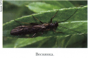 Веснянки (Plecoptera), отряд насеко­мых