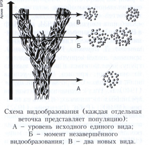 ВИДООБРАЗОВАНИЕ