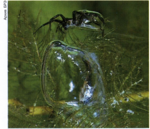 Водяной паук