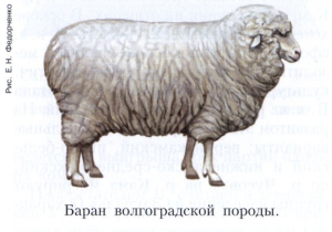 Волгоградская порода овец