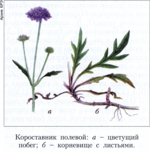 Ворсянковые 