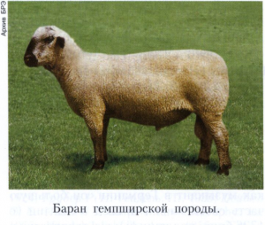 Гемпширская порода овец