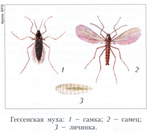 Гессенская муха