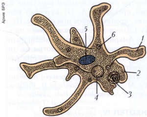 АМЁБЫ