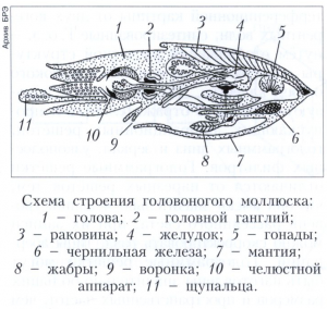 Головоногие моллюски