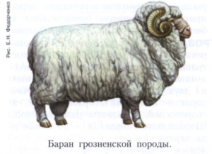 Грозненская порода овец