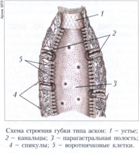 Губки 